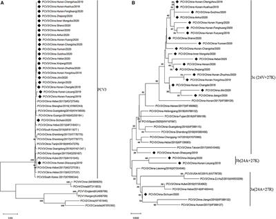 Prevalence and Genetic Analysis of Porcine Circovirus 3 in China From 2019 to 2020